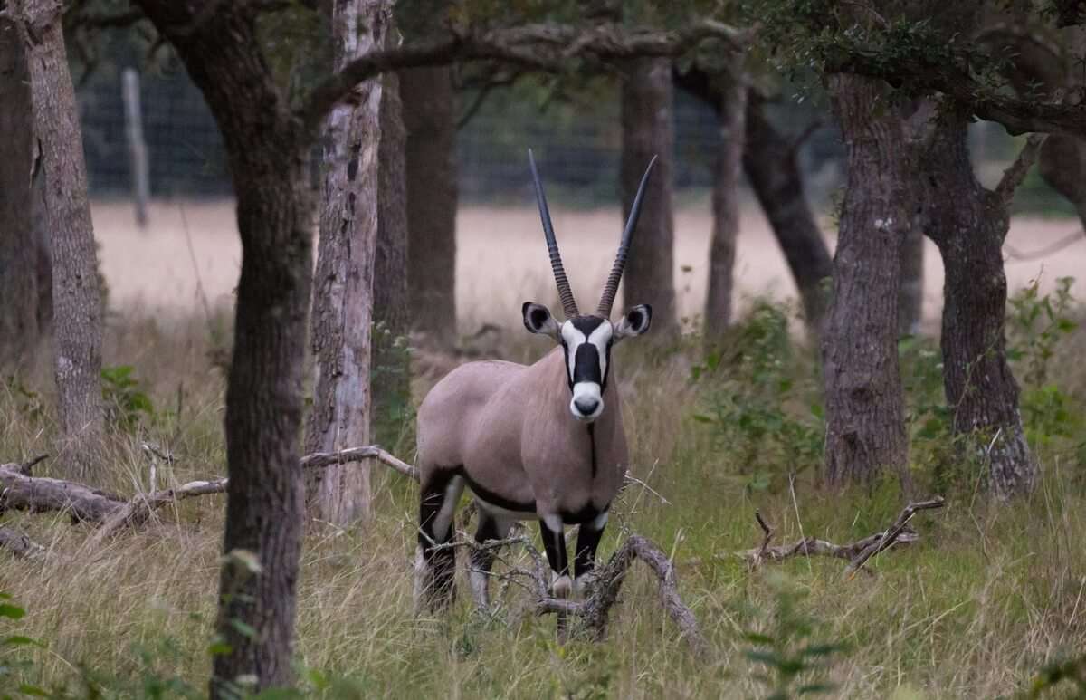 texas hill country deer hunting outfitters