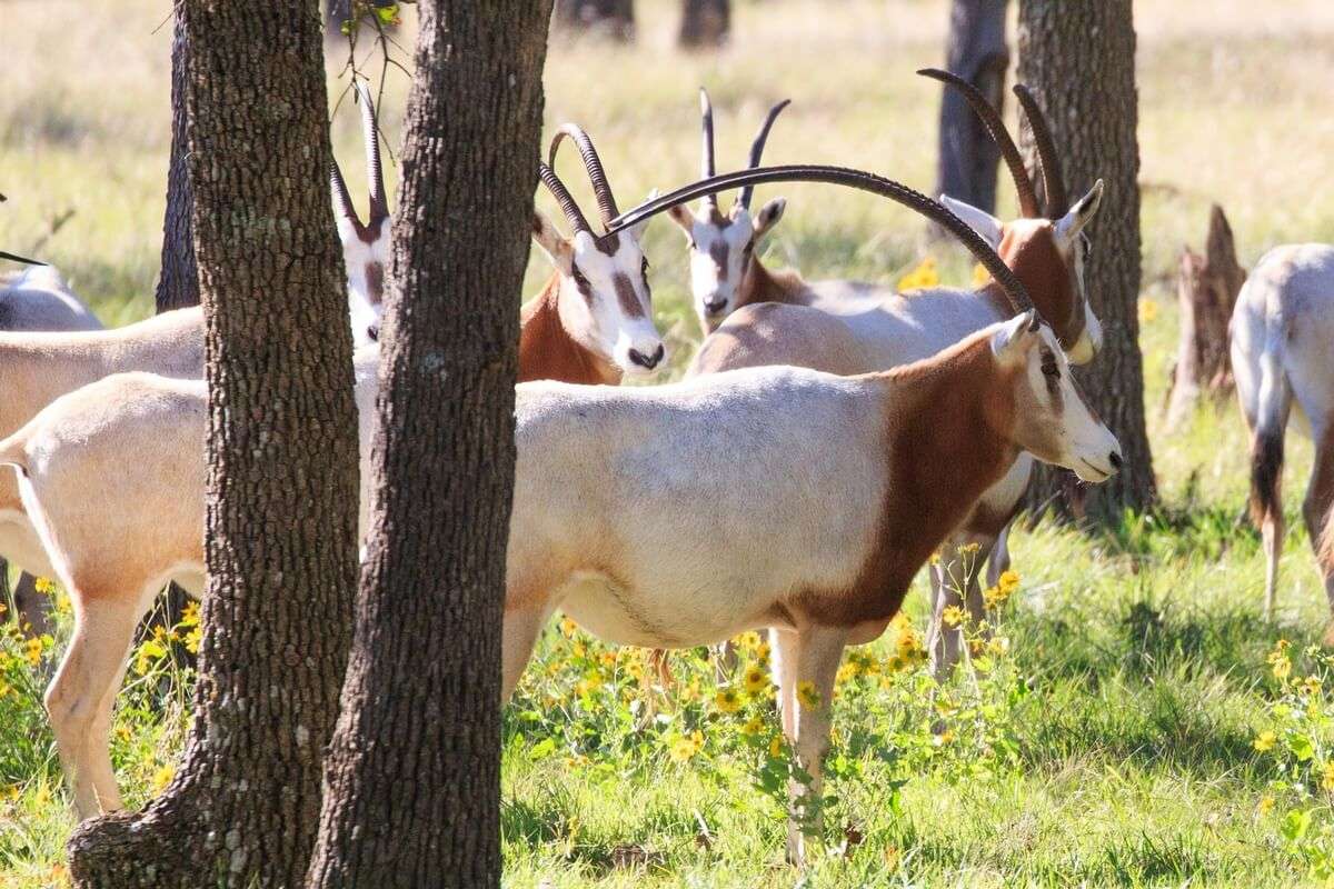 Scimitar Hunts Texas